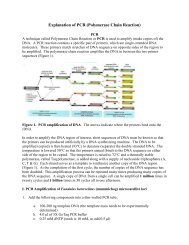 PCR Amplification of Microsatellites - Cornell College