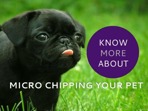 Track your lost pet with Micro Chipping