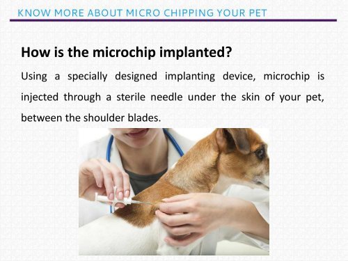 Track your lost pet with Micro Chipping