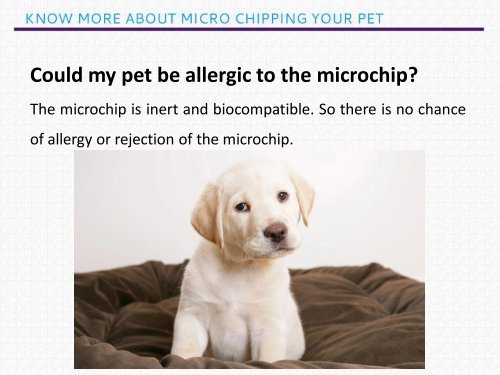 Track your lost pet with Micro Chipping