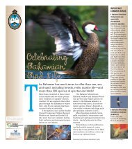 Celebrating Bahamian Bird Life - The Bahamas National Trust