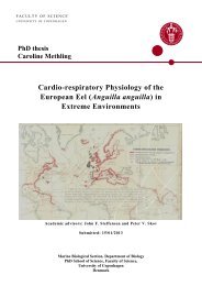 Cardio-respiratory Physiology of the European Eel ... - Biologisk Institut