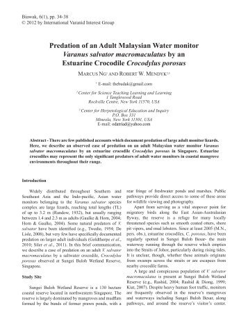 Predation of an Adult Malaysian Water monitor Varanus salvator ...