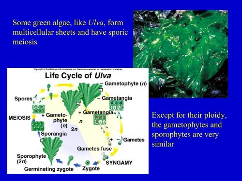 Kingdom Protista