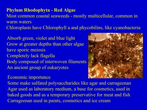 Kingdom Protista