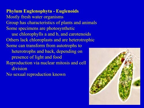 Kingdom Protista