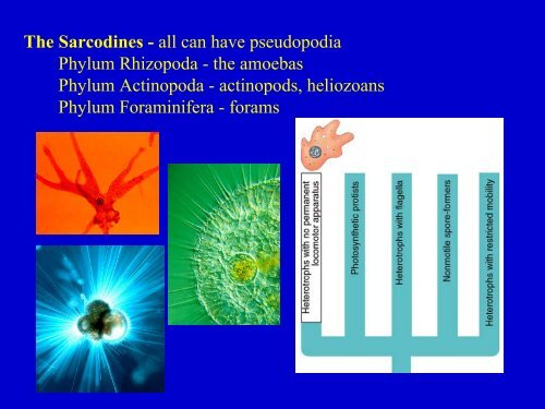 Kingdom Protista