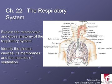 Chapter 22 - Respiratory System