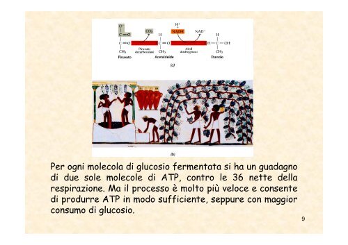 05_respirazione cellulare.pdf - Sdasr.unict.it