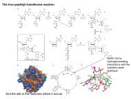 What is a ribozyme?