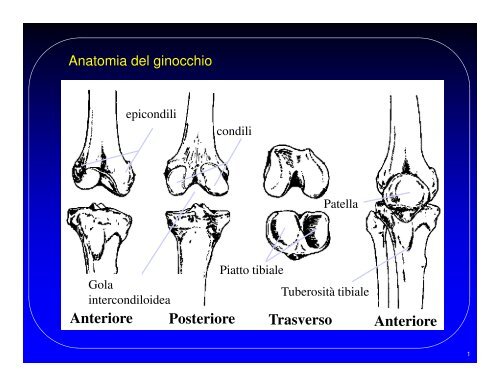 (Microsoft PowerPoint - razionale_ginocchio.ppt [modalit\340 ...