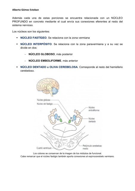 Neurociencia. Cerebelo.pdf - VeoApuntes.com