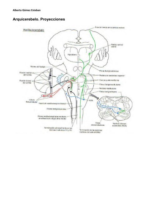 Neurociencia. Cerebelo.pdf - VeoApuntes.com