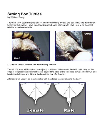 Sexing Box Turtles (PDF)
