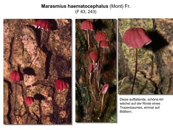 Marasmius haematocephalus (Mont) Fr. - pilze-basel