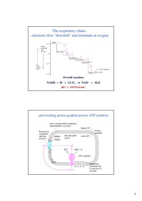 What Is A Free Radical - Ãstav lÃ©kaÅskÃ© chemie a biochemie