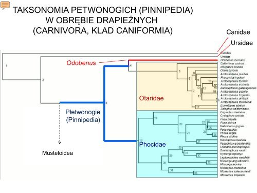 WykÅad 6 - pdf