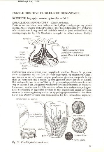 Fossile primitive flercellede organismer del II pdf - NAGS