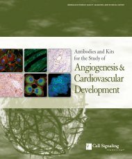 Angiogenesis & Cardiovascular Development - Ozyme