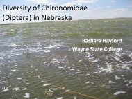 Diversity of Chironomidae (Diptera) in Nebraska