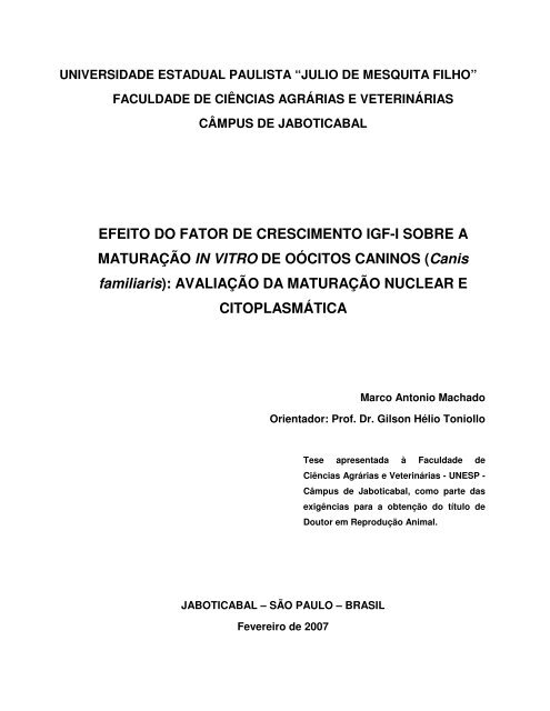 EFEITO DO FATOR DE CRESCIMENTO IGF-I SOBRE A ... - Unesp