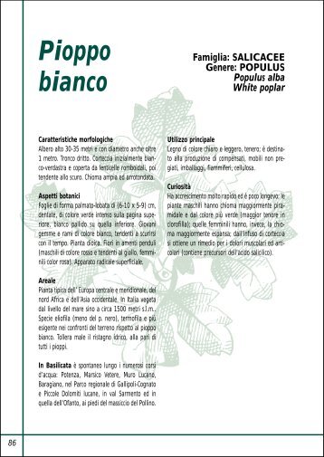 Pioppo bianco - Platano orientale