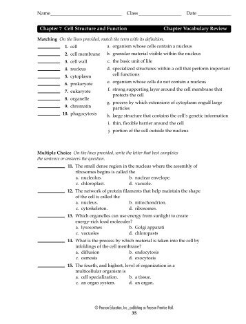 Chapter 10 Cell Growth And Division Test Answer Key