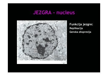 JEZGRA - nucleus