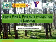 Pine nuts production in Lebanon - IAMZ