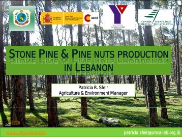 Pine nuts production in Lebanon - IAMZ
