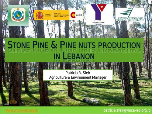 Pine nuts production in Lebanon - IAMZ