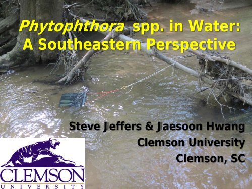 Baiting Phytophthora spp. from Water: A Southeastern Perspective