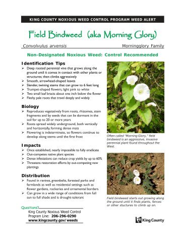 Field Bindweed aka Morning Glory (Convolvulus ... - King County