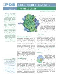 molecule of the month: 70s ribosomes - RCSB Protein Data Bank