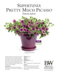 SUPERTUNIA PRETTY MUCH PICASSO - Proven Winners