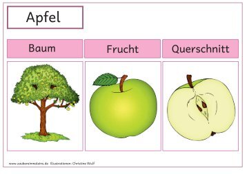 Baum Frucht Querschnitt - Zaubereinmaleins