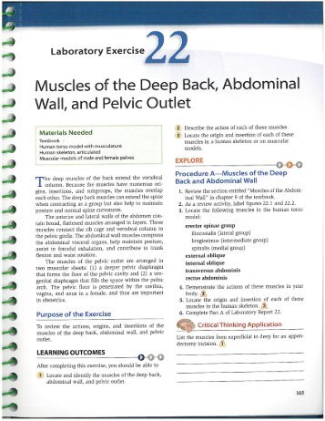 lab 22 - muscles of the deep back, abdominal wall, and pelvic outlet