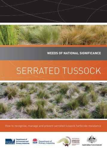Serrated tuSSock - Weeds Australia