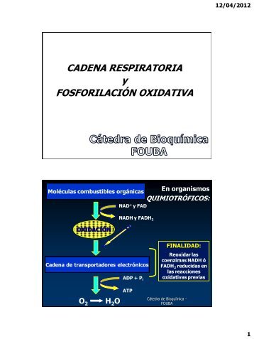 Cadena Respiratoria y FosforilaciÃ³n Oxidativa