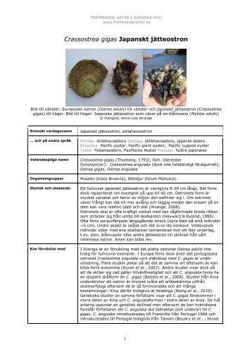 Crassostrea gigas - FrÃ¤mmande arter i svenska hav