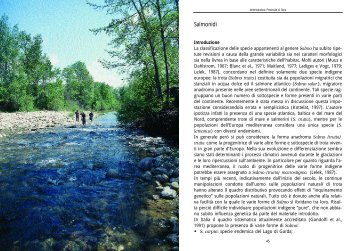 Salmonidi - Risorse Faunistiche - Provincia di Siena