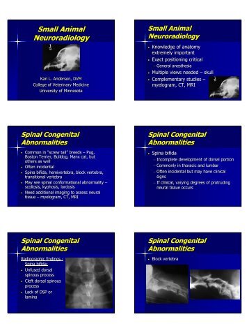 Small Animal Neuroradiology Small Animal Neuroradiology