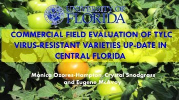 Tomato Yellowleaf Curl Virus