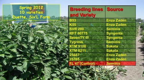 Tomato Yellowleaf Curl Virus