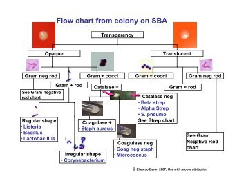 Flow chart from colony on SBA [814.42 Ko] - GLOBE Network