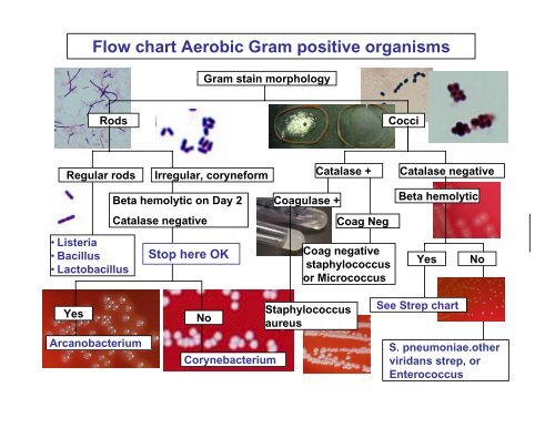 Gram Positive Flow Chart