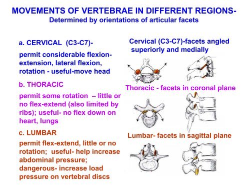 IMAGING OF VERTEBRAE