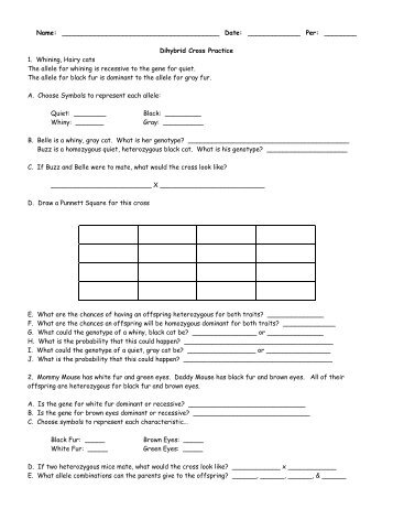 Dihybrid Practice Worksheet