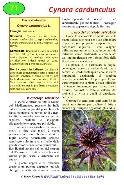 Cynara cardunculus - Piante spontanee in cucina