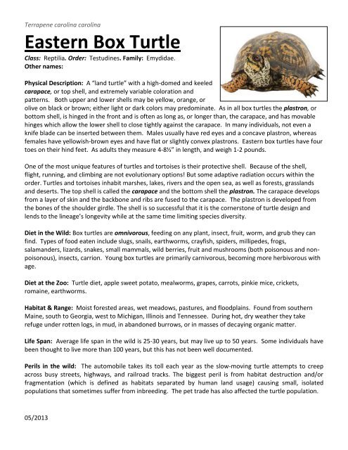 box turtle food web